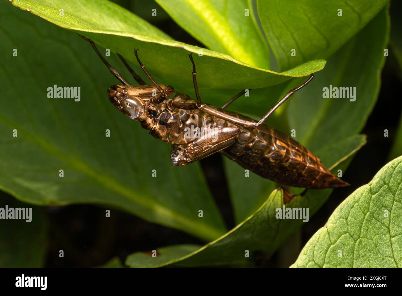 Empereur libellule (Anax imperator) peau vide exsuvia exosquelette femelle, photo stock image nature Banque D'Images