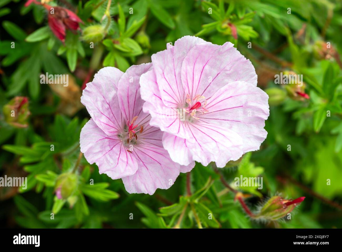 Geranium sanguineum 'striatum' une plante herbacée à fleurs printanières et estivales vivaces avec une fleur printanière rose lilas pâle communément appelée Stripe Banque D'Images
