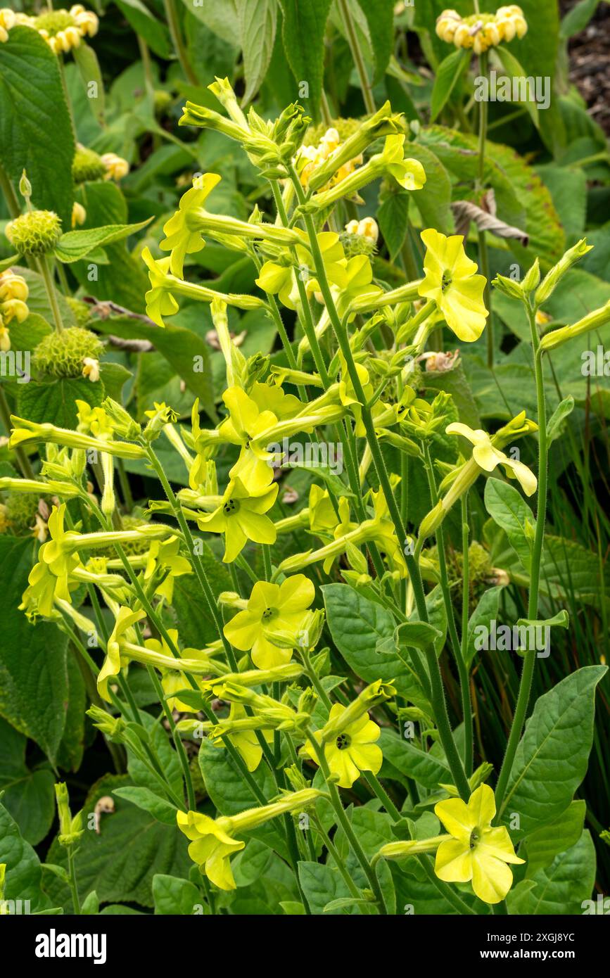 Nicotiana 'Lime Green' une plante à fleurs d'été avec une fleur d'été vert citron communément appelé plante de tabac, image de jardinage photo stock Banque D'Images
