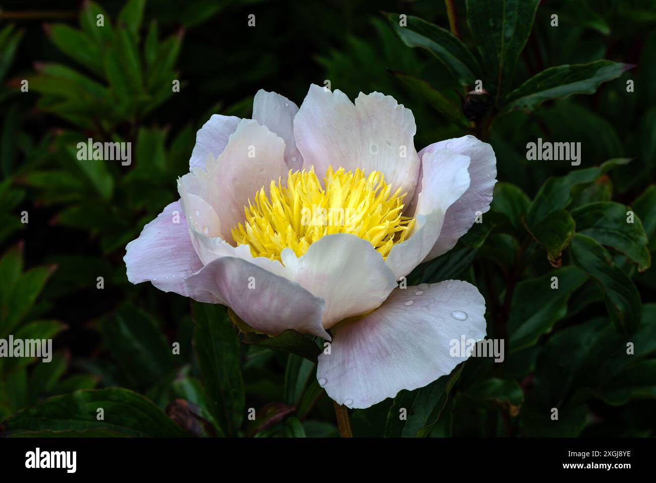 Pivoine 'Barrymore' (Paeonia lactiflora) une plante à fleurs printanières avec une fleur de printemps rose blanche, image de jardinage photo stock Banque D'Images