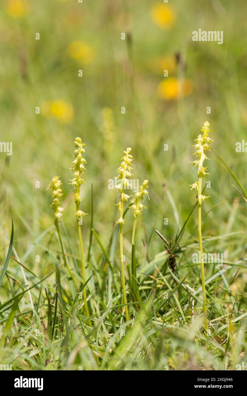Orchidée musquée, Herminium monorchis, plusieurs dans une parcelle en herbe courte, Noar Hill, Selborne, Royaume-Uni Banque D'Images