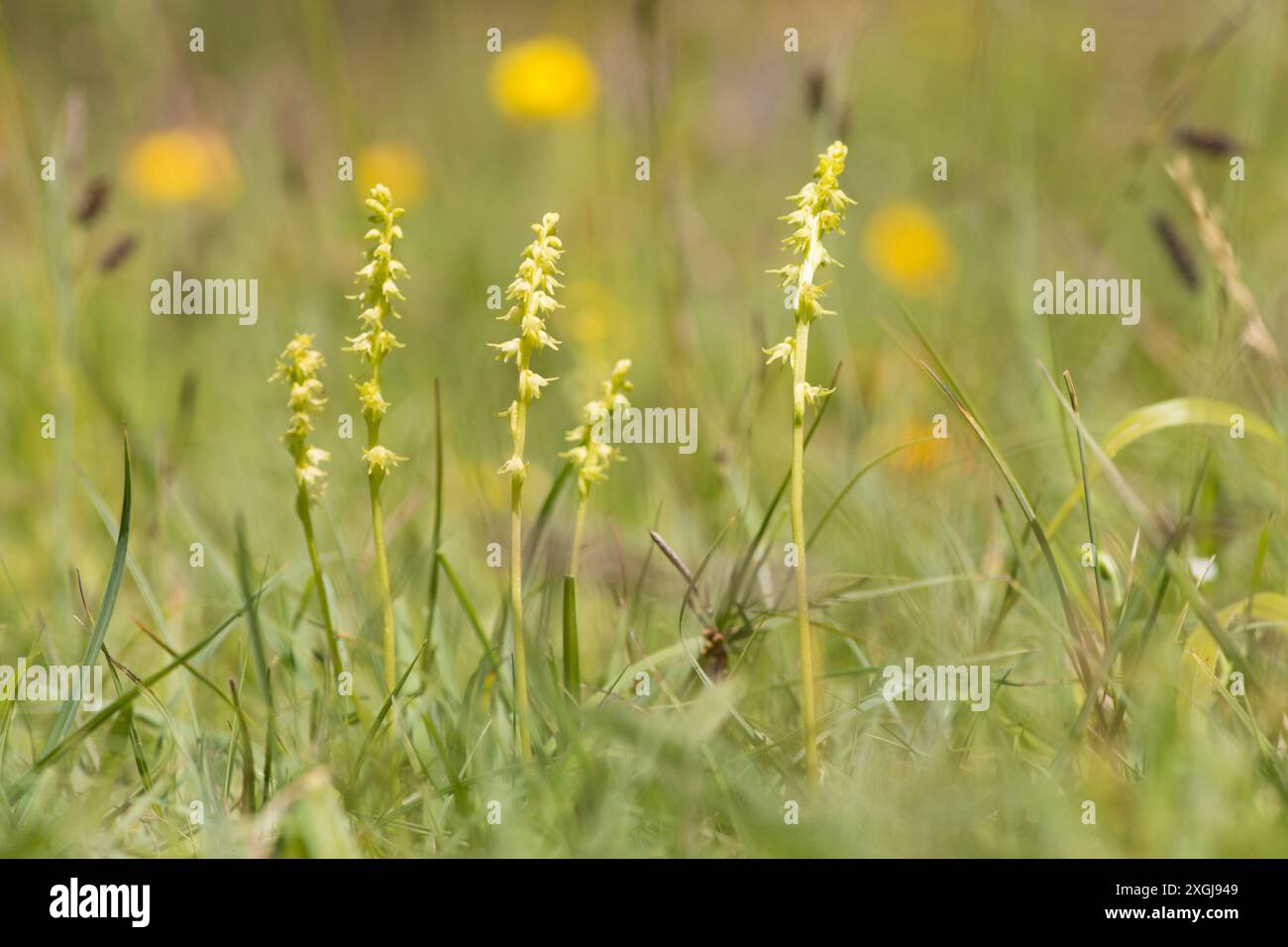 Orchidée musquée, Herminium monorchis, plusieurs dans une parcelle en herbe courte, Noar Hill, Selborne, Royaume-Uni Banque D'Images