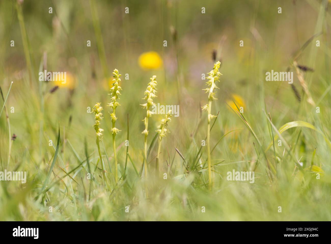 Orchidée musquée, Herminium monorchis, plusieurs dans une parcelle en herbe courte, Noar Hill, Selborne, Royaume-Uni Banque D'Images