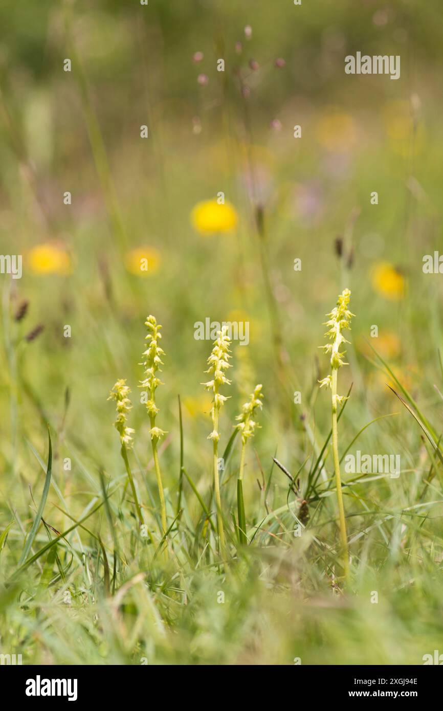 Orchidée musquée, Herminium monorchis, plusieurs dans une parcelle en herbe courte, Noar Hill, Selborne, Royaume-Uni Banque D'Images