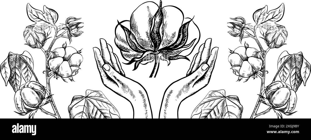 Le coton est biologique. Cadre de bordure avec les mains tenant le coton. Illustration vectorielle en noir et blanc sous la forme de belles mains soutenant le fluf mûr Illustration de Vecteur