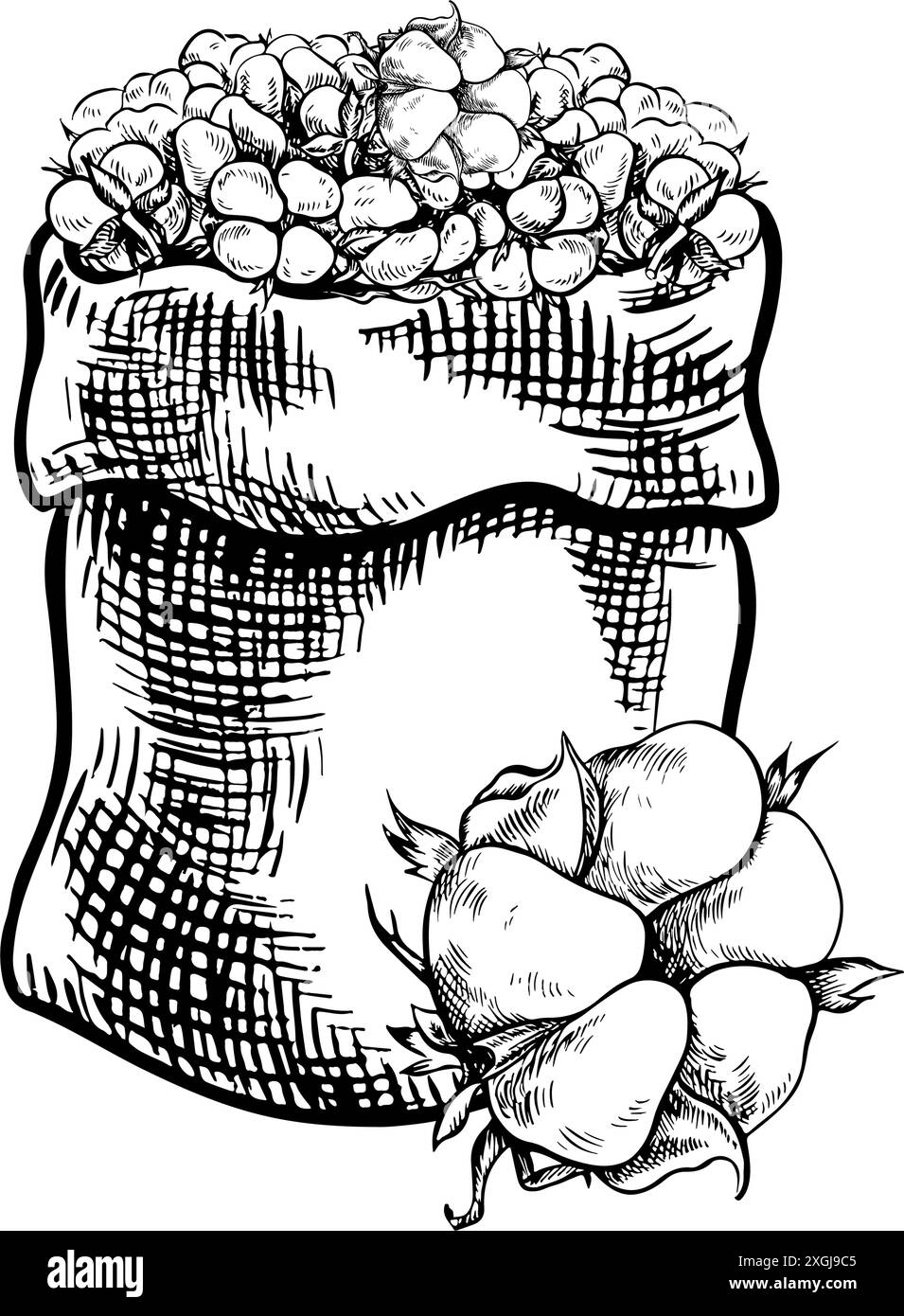 Le coton est biologique. Un sac en toile avec une récolte de coton mûr. Noir et blanc, détaillé, graphique, illustration vectorielle. Isolez, dessiné à la main sur un w Illustration de Vecteur