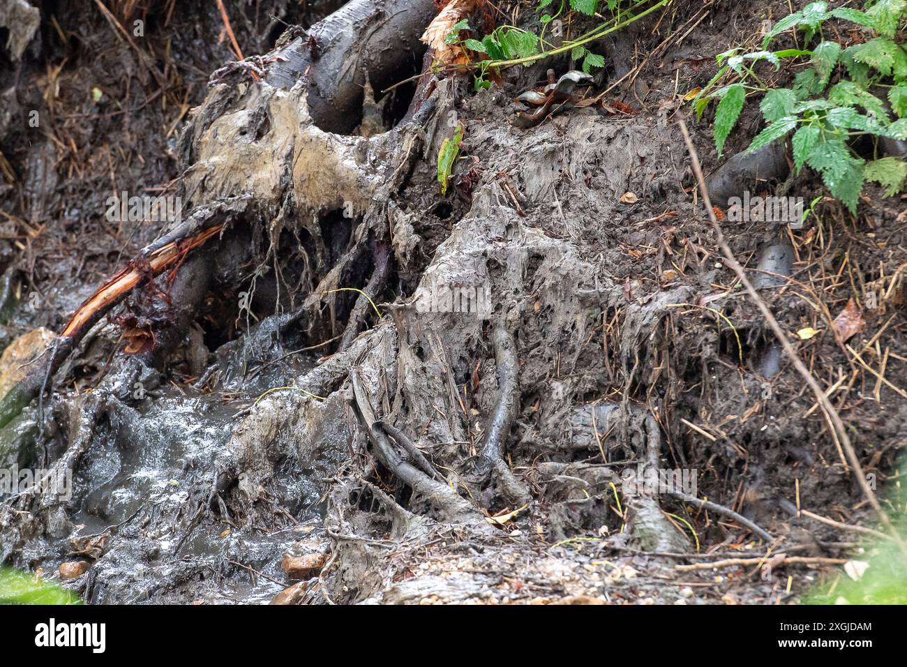 Amersham, Royaume-Uni. 9 juillet 2024. L'eau de la Tamise s'est déversée des bassins d'équilibrage Amersham dans la rivière Misbourne depuis plus de 3 500 heures. Ils étaient là encore aujourd'hui. En aval des rejets, il y a une odeur d'eaux usées de la rivière Misbourne dans le village de Chalfont St Giles dans le Buckinghamshire. Il y a des preuves évidentes de champignons d'égout dans la rivière Misbourne, un courant noir rare, et le long des berges. Thames Water a versé 158 millions de livres sterling à ses actionnaires malgré une dette de 15 milliards de livres sterling. Thames Water a déclaré qu'elle serait à court d'argent d'ici mai 2025. Le PDG de Thames Water, CH Banque D'Images