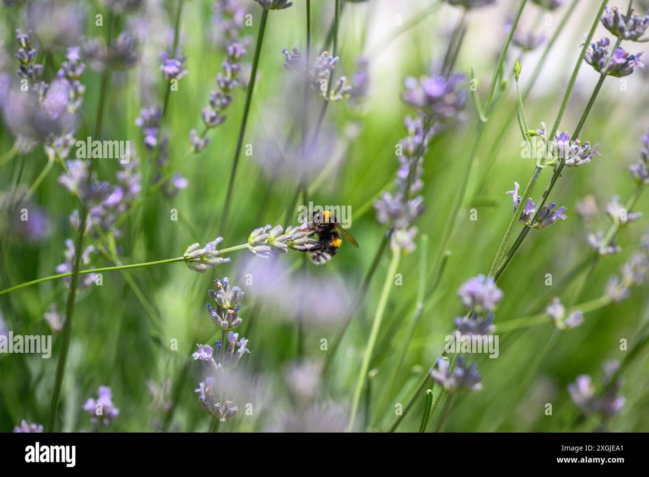 Bourdon à queue blanche collectant le pollen, Bombus lucorum Banque D'Images