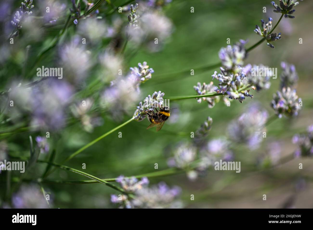 Bourdon à queue blanche collectant le pollen, Bombus lucorum Banque D'Images