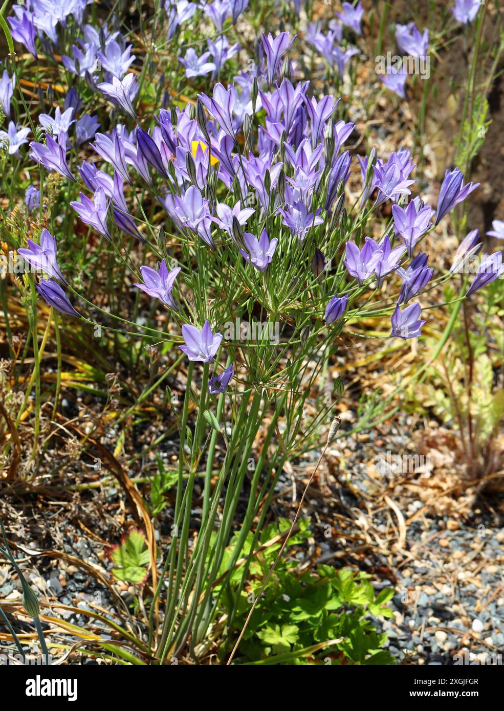 Lance d'Ithuriel, Triteleia commune ou Grassnut, Triteleia laxa syn. Brodiaea laxa, Alliaceae. Californie, États-Unis, Amérique du Nord. Banque D'Images