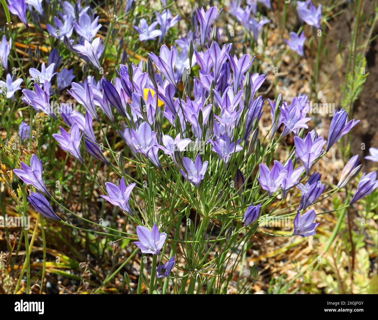 Lance d'Ithuriel, Triteleia commune ou Grassnut, Triteleia laxa syn. Brodiaea laxa, Alliaceae. Californie, États-Unis, Amérique du Nord. Banque D'Images