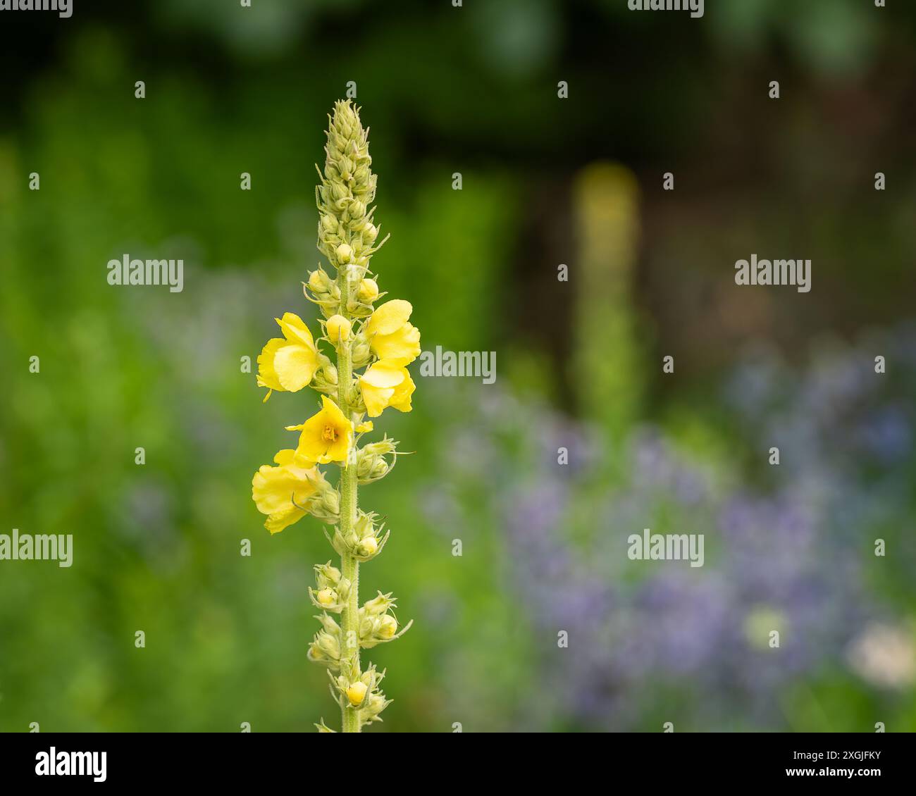 Fleurs communes de molène fleurissant dans le jardin le jour d'été. Great Mullein - Verbascum thapsus, grande fleur sauvage jaune. Banque D'Images