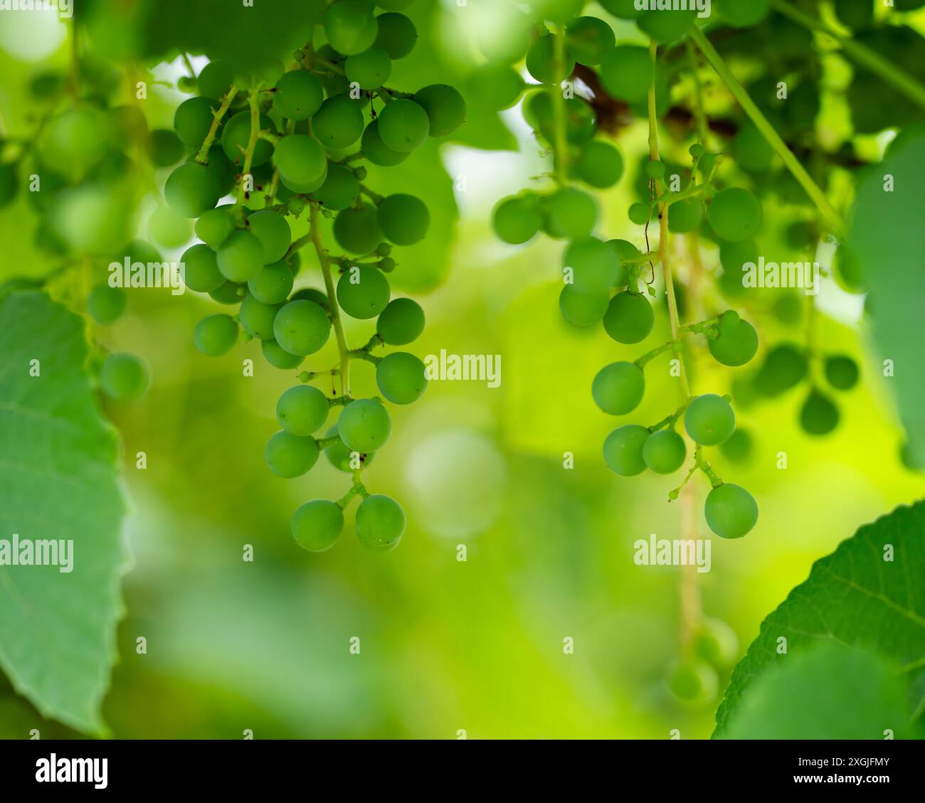 Un bouquet de raisins verts non mûrs tôt le matin au lever du soleil. Vignoble en lumière douce du soleil. Fond vert. Papier peint. Banque D'Images
