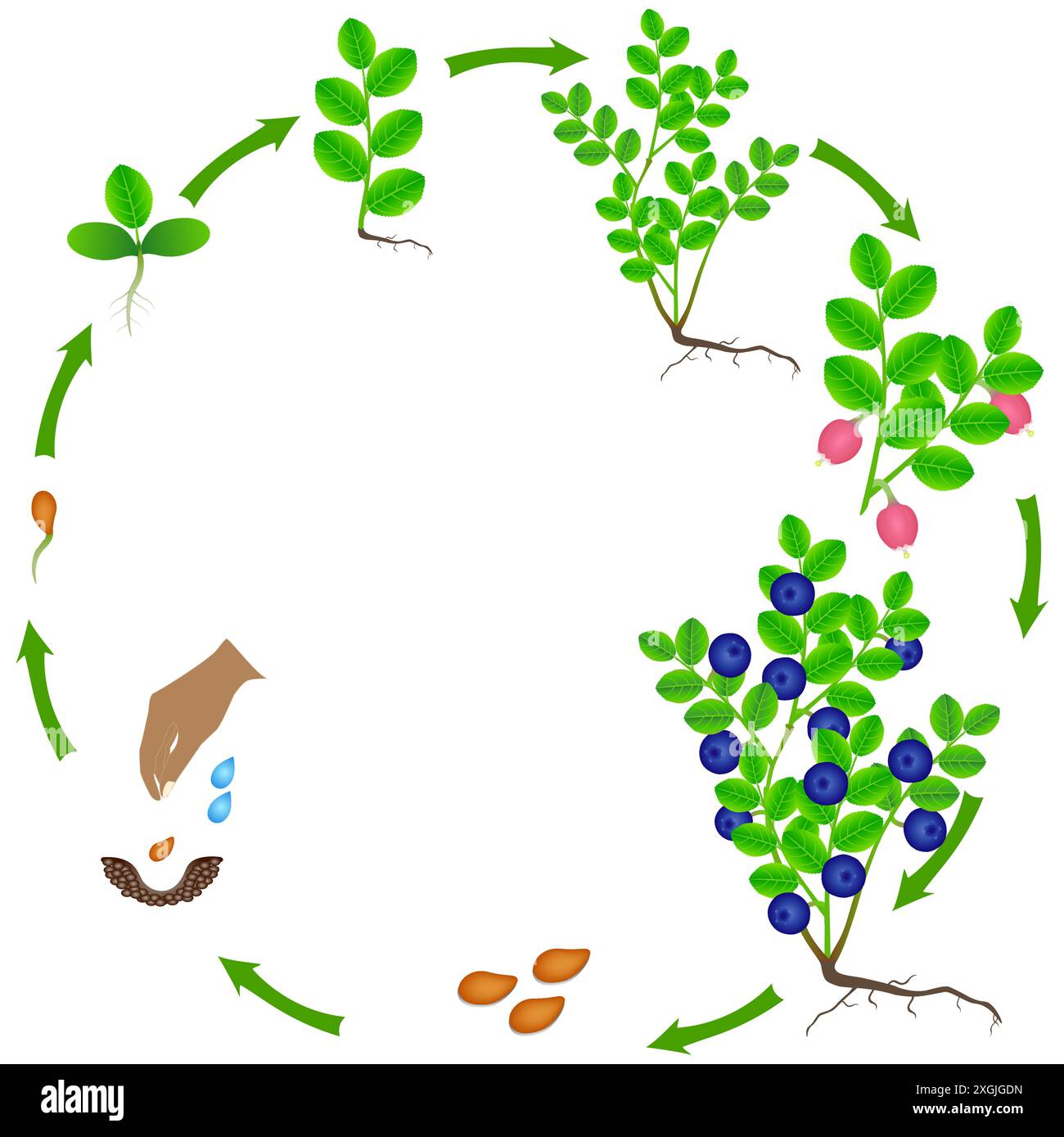 Cycle de vie d'une plante de bleuet sur un fond blanc. Illustration de Vecteur