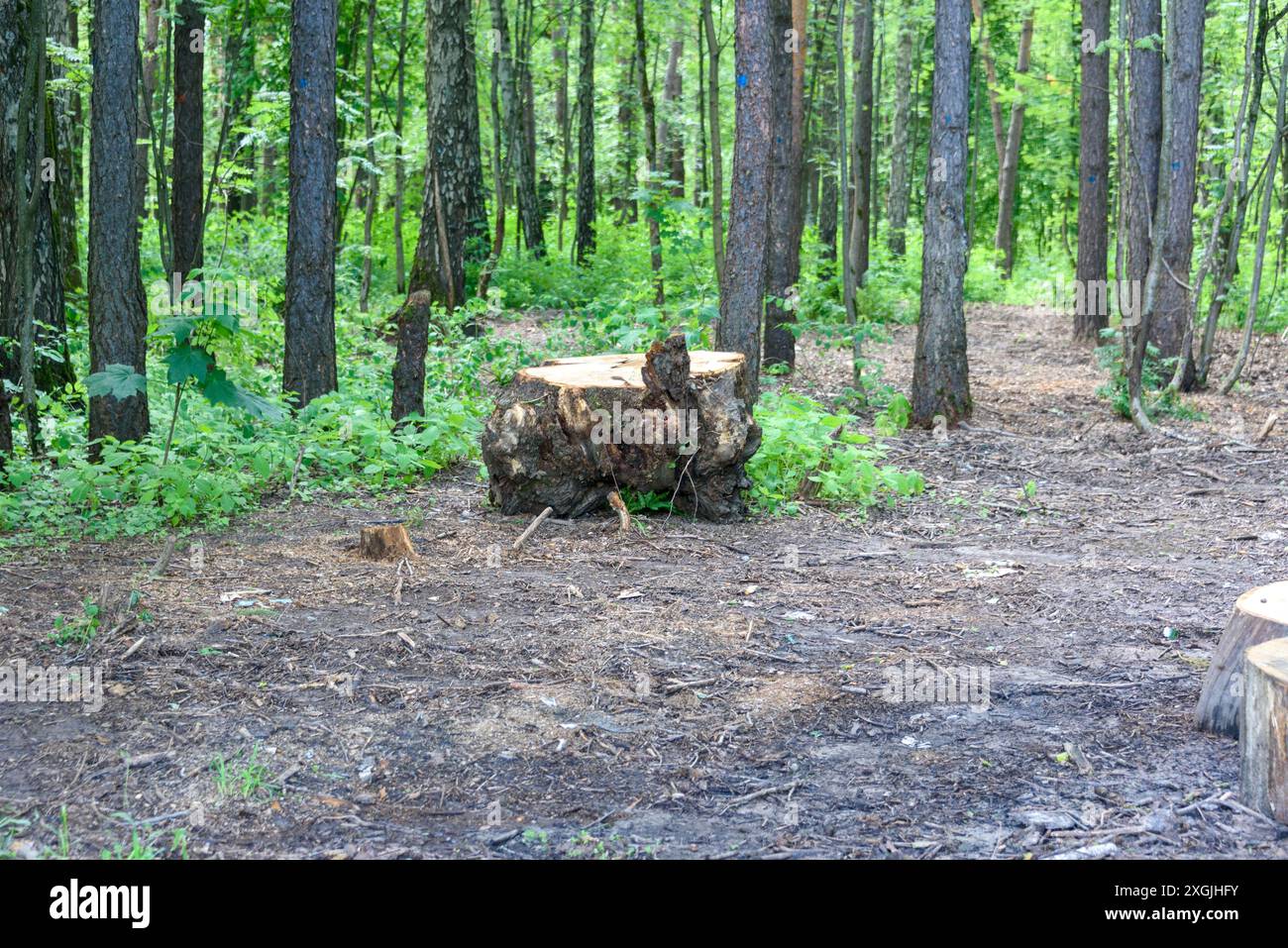 Souche d'un grand arbre abattu dans une clairière. Promenez-vous dans le parc. Banque D'Images