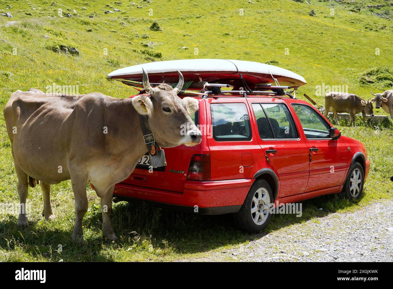 Anton Geisser 09.07.2024 Klima CO2 Kanton Uri Schweiz. Bild : Kuh mit Hoerner neben einem Auto aus Deutschland *** Anton Geisser 09 07 2024 climat CO2 Canton Uri Suisse photo vache avec klaxon à côté d'une voiture d'Allemagne Banque D'Images