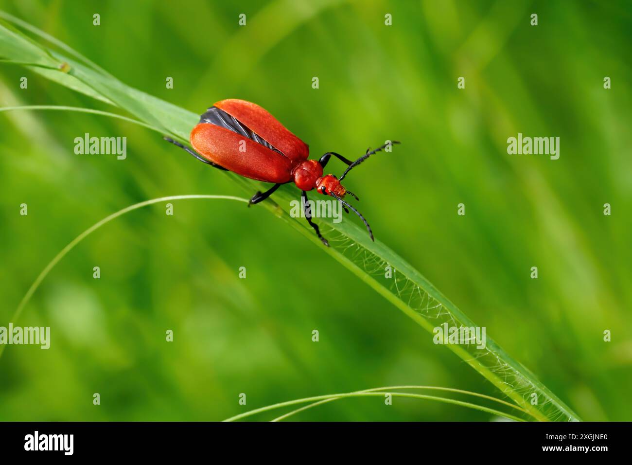 Coléoptère cardinal à tête rouge (Pyrochroa serraticornis) avec des élytres légèrement ouverts sur des brins d'herbe Banque D'Images
