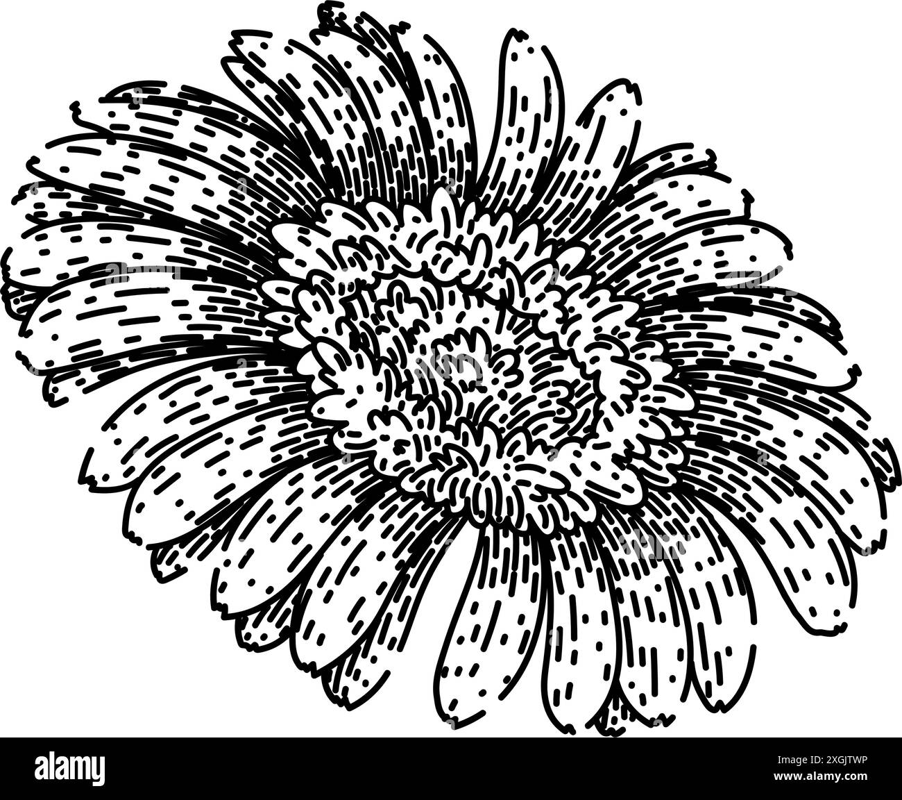 vecteur dessiné à la main par le dessin de marguerite rose gerbera Illustration de Vecteur