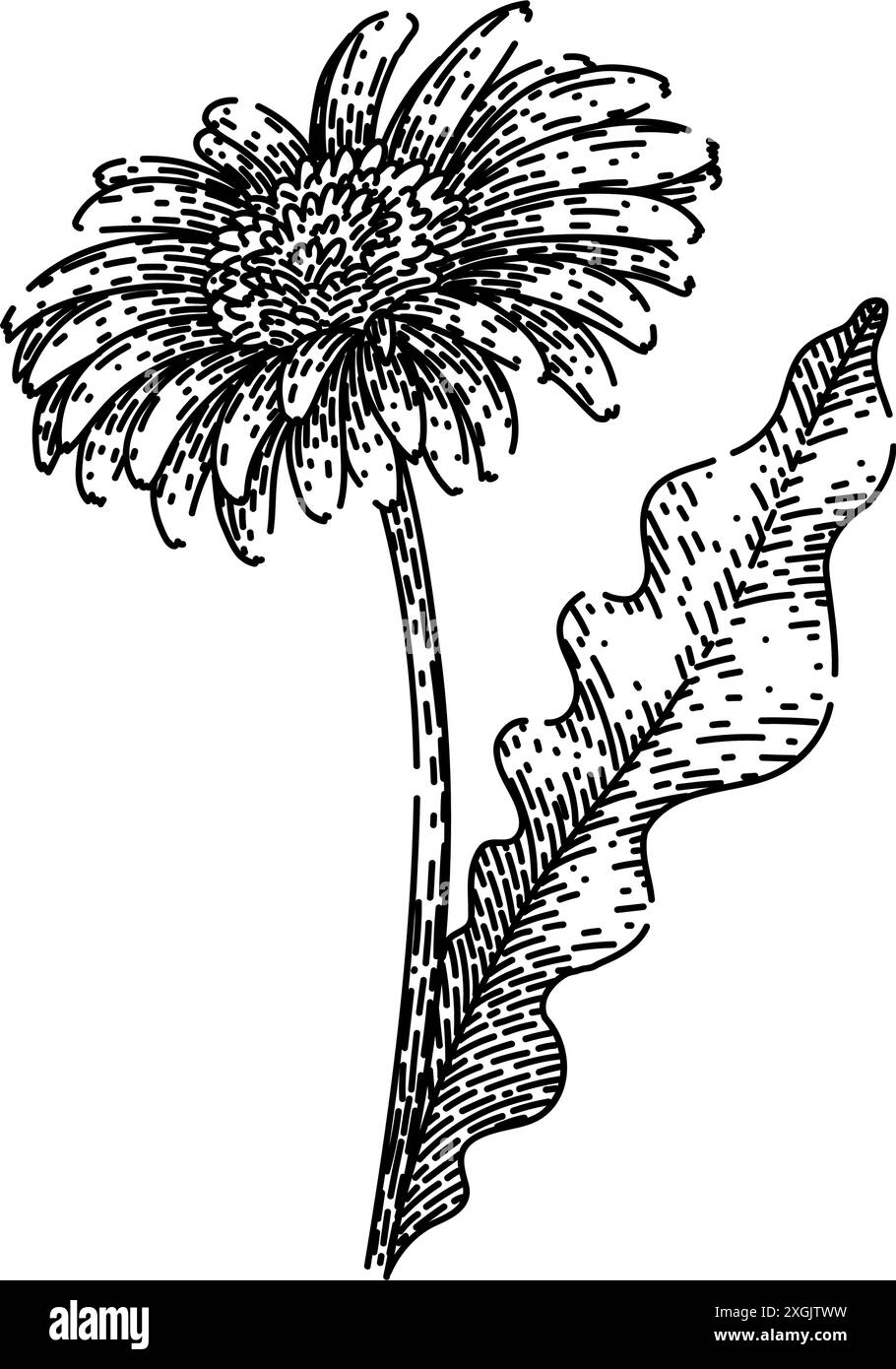 spring gerbera daisy sketch vecteur dessiné à la main Illustration de Vecteur