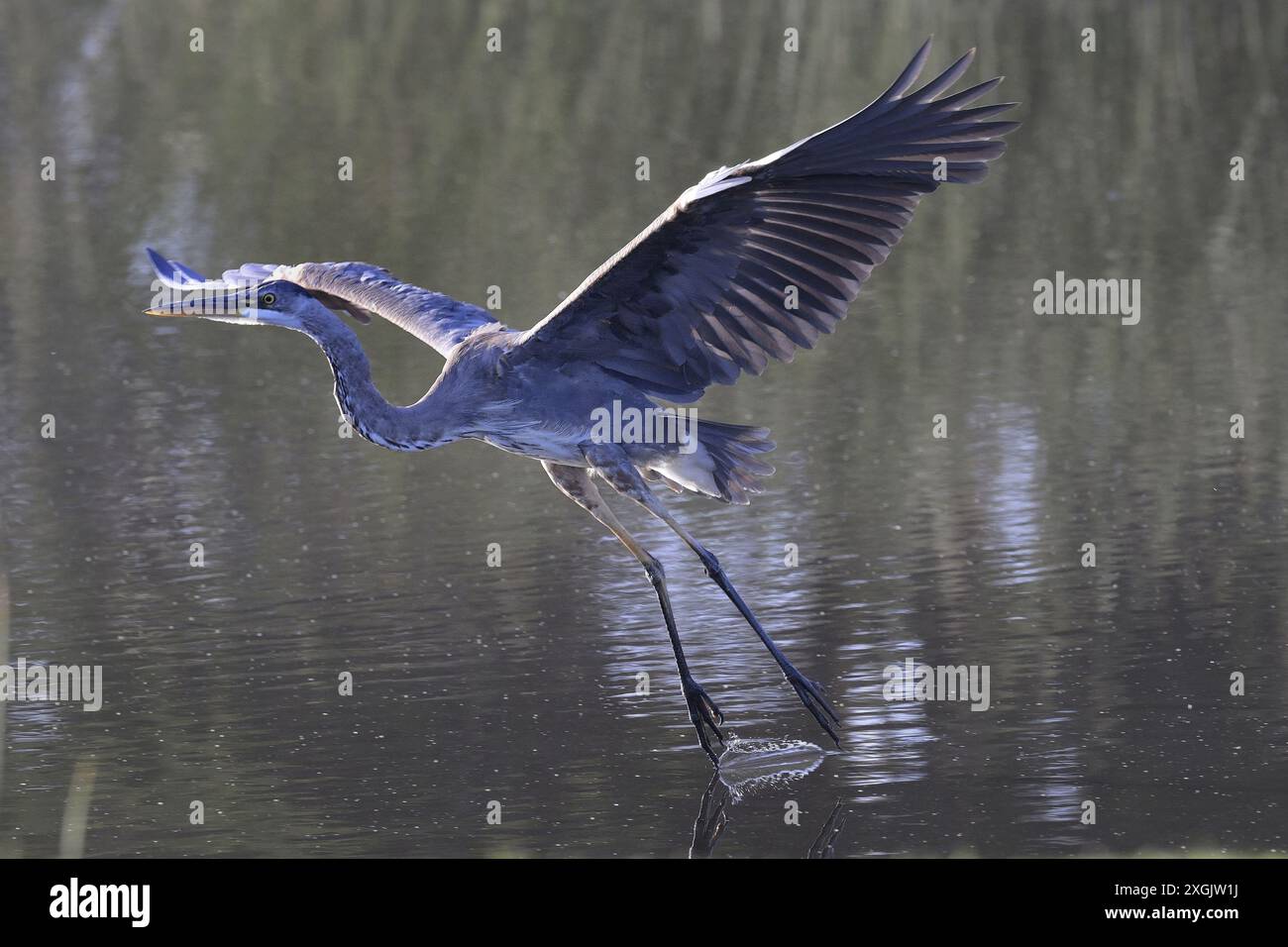 Pacific Grove, Calafornia, États-Unis. 9 juillet 2024. Great Blue Heron (Ardea herodias) décolle. Les Hérons bleus peuvent voler à une vitesse de 20 à 30 mph (32 à 48 km/h) et atteindre 4 pieds (182,88 cm) de hauteur avec une envergure de 6 (182 cm) à 7 pieds (213 cm). Malgré leur grande taille, ses os creux ne pèsent que 5 à 6 livres (crédit image : © Rory Merry/ZUMA Press Wire) USAGE ÉDITORIAL SEULEMENT! Non destiné à UN USAGE commercial ! Banque D'Images