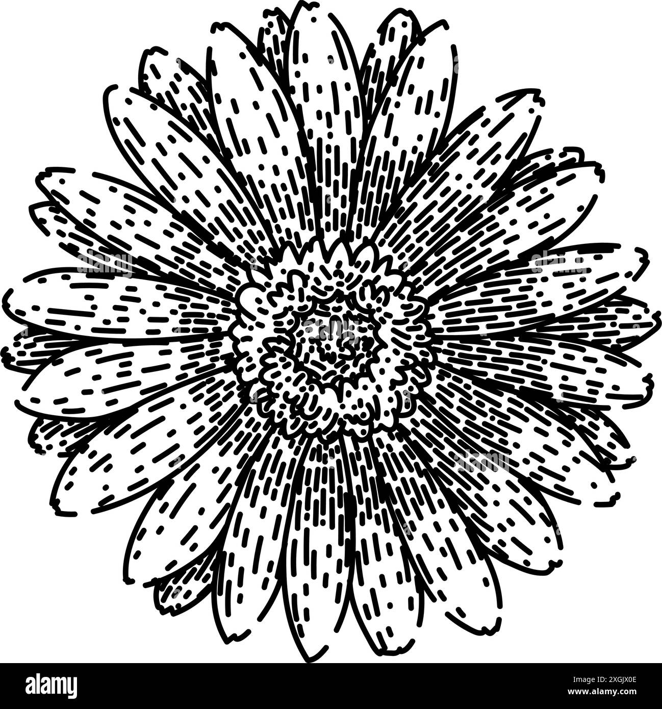 floral gerbera marguerite esquisse dessinée à la main vecteur Illustration de Vecteur