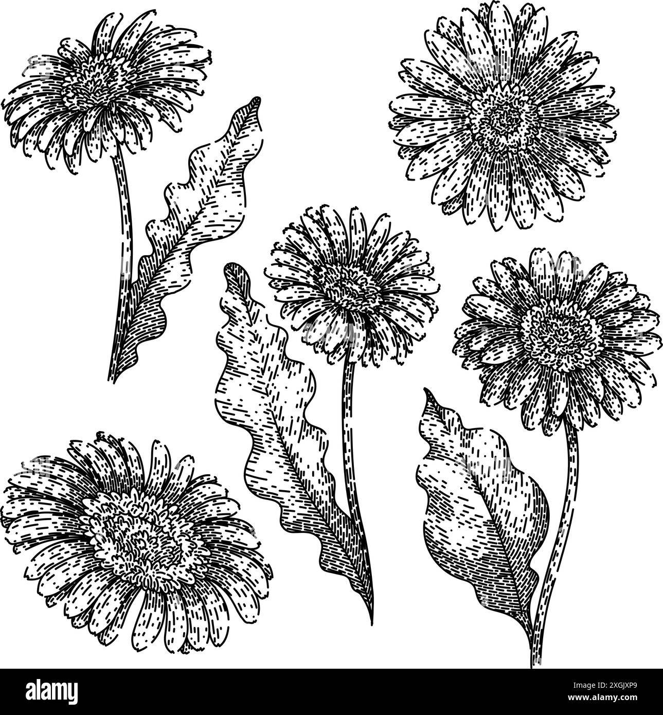 gerbera daisy set esquisse dessinée à la main vecteur Illustration de Vecteur