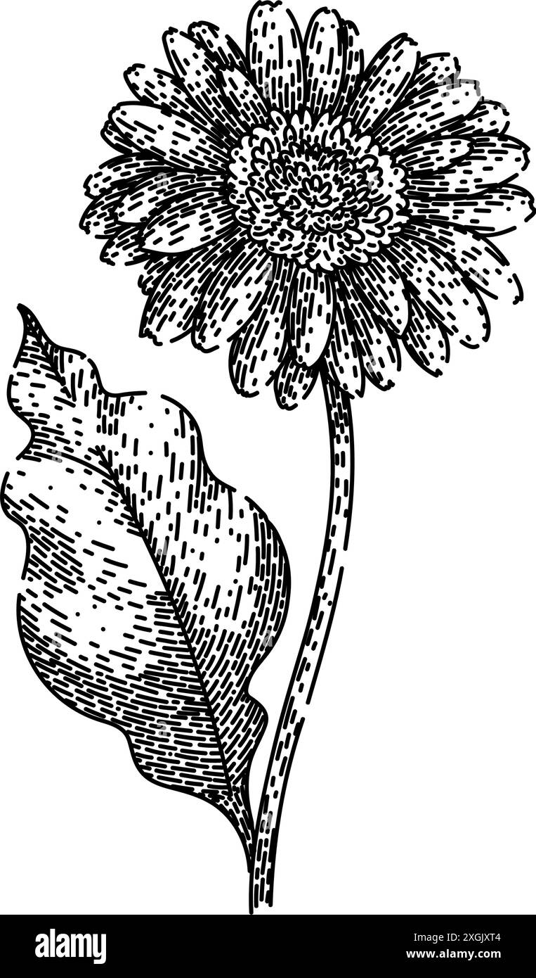 vecteur dessiné à la main par gerbera daisy sketch d'été Illustration de Vecteur