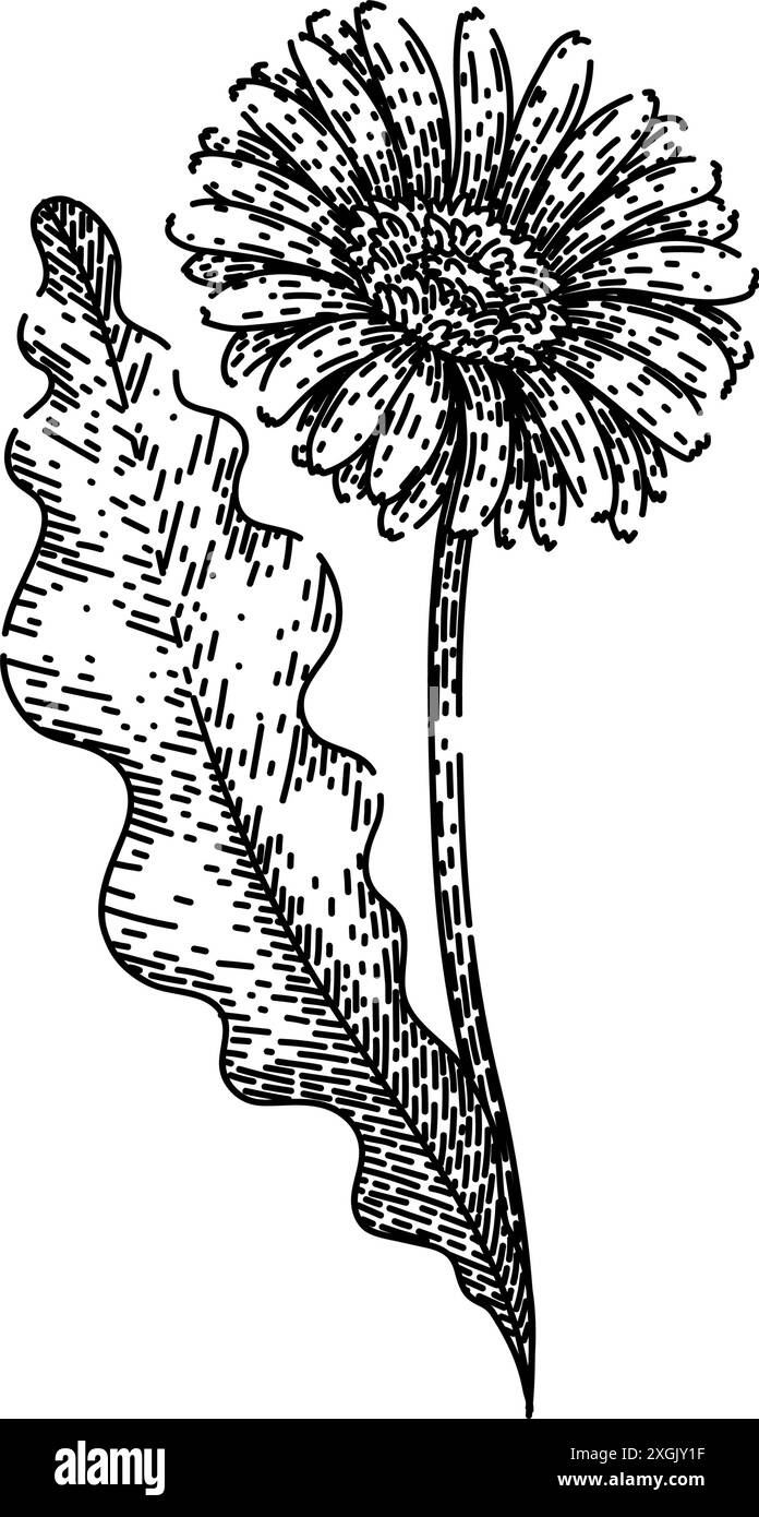 vecteur dessiné à la main par l'esquisse gerbera en forme de marguerite de couleur Illustration de Vecteur