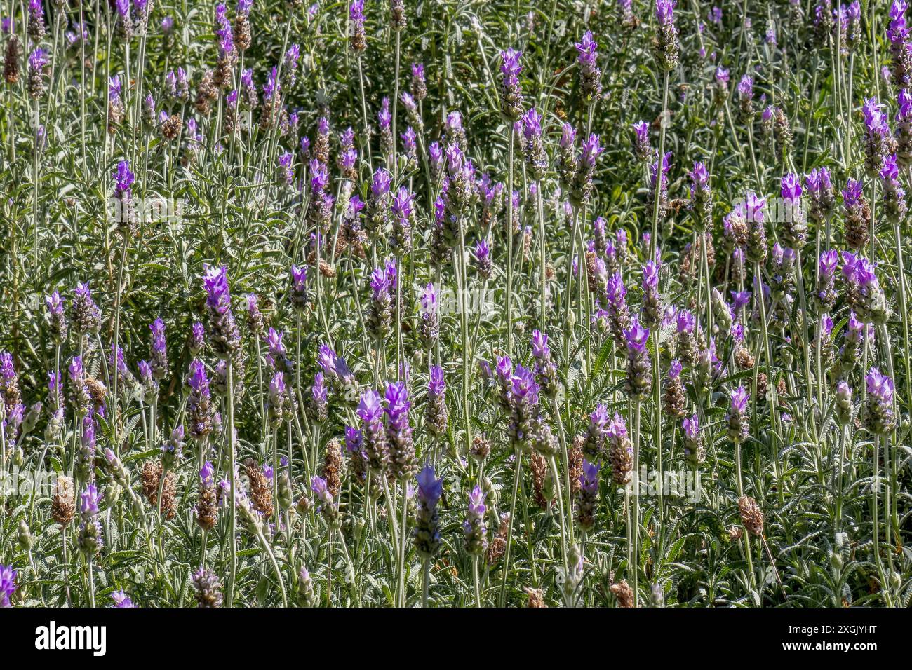Champ de Lavandula angustifolia Lavanda fleurs violettes Banque D'Images
