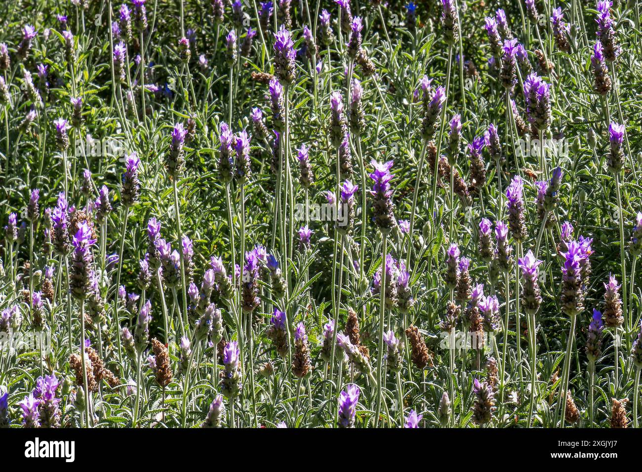 Champ de Lavandula angustifolia Lavanda fleurs violettes Banque D'Images