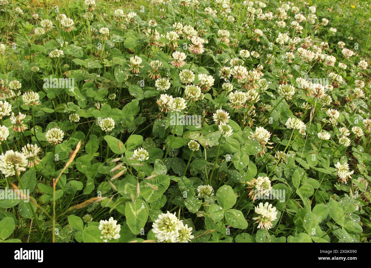 un grand groupe de trèfles blancs avec des feuilles vertes dans la campagne en été gros plan dans un sol pauvre sans azote Banque D'Images