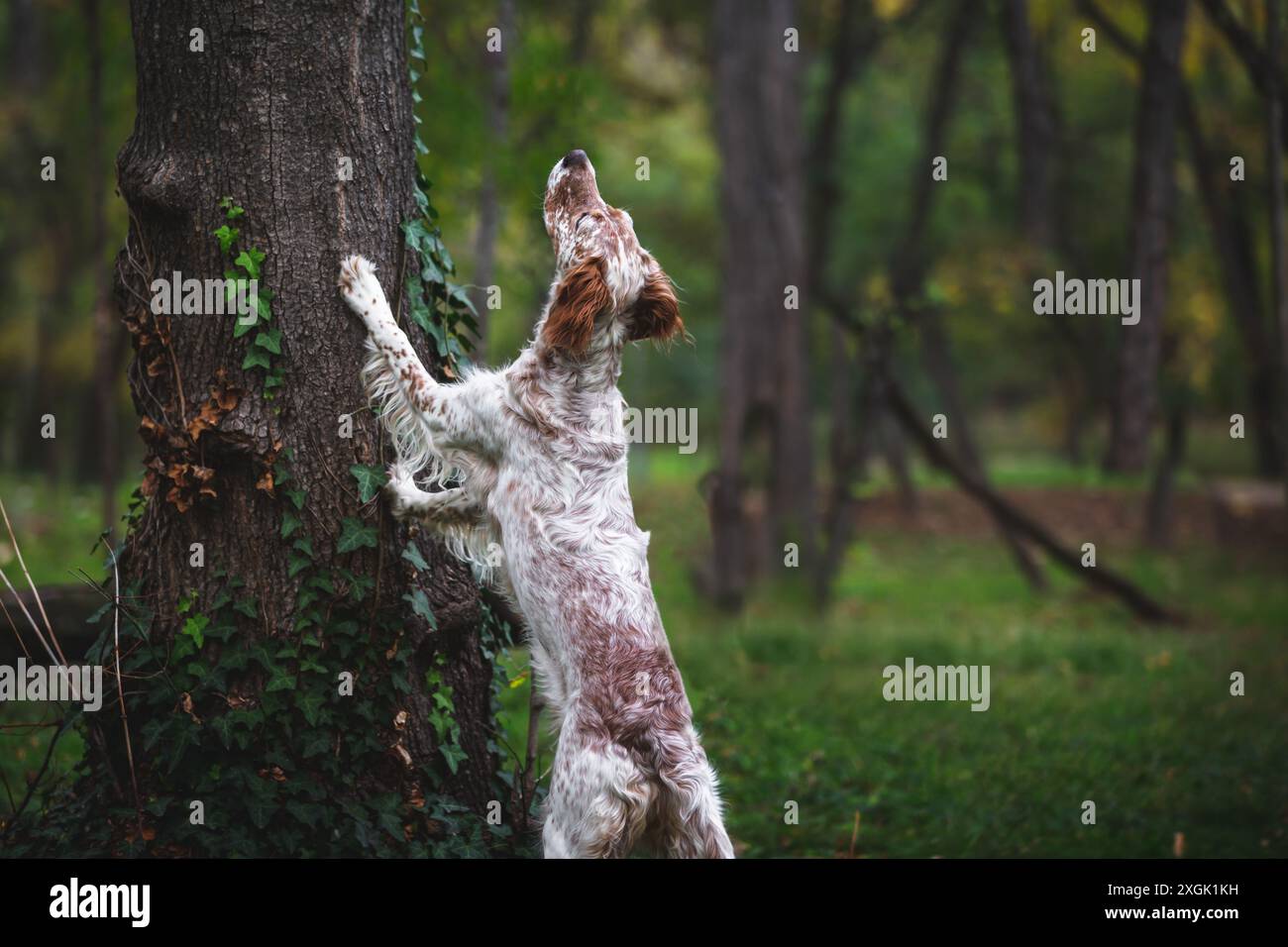 Jeune chien Setter anglais femelle dehors. Le chien posa ses pattes sur l'arbre et leva les yeux vers un arbre. Chien de chasse. Mise au point sélective Banque D'Images