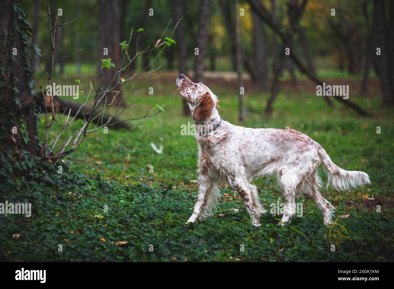 Jeune femme Orange Belton Anglais Setter Hunting. Beau chien de chasse est debout dans un point dans les bois. Mise au point sélective Banque D'Images