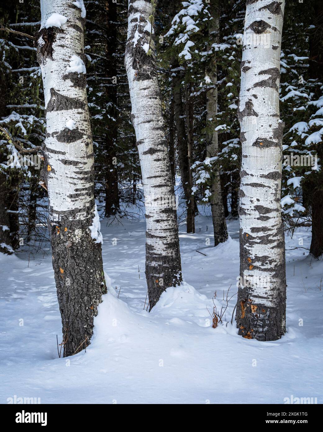 Trois bouleaux blancs sont debout dans la neige profonde dans une forêt, entourés d'arbres à feuilles persistantes Banque D'Images