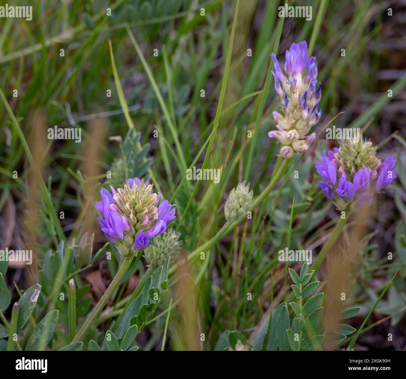 Vesce commune (Vicia sativa) poussant dans le parc national des Prairies de la Saskatchewan, au Canada Banque D'Images
