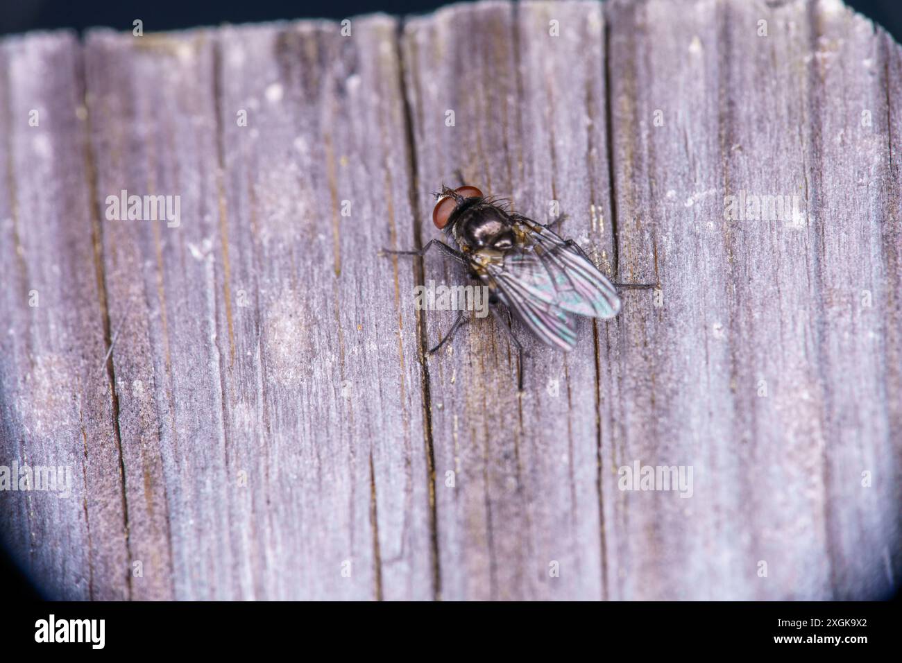 Famille Anthomyiidae Root-Maggot fly nature sauvage papier peint insecte, image, photographie Banque D'Images