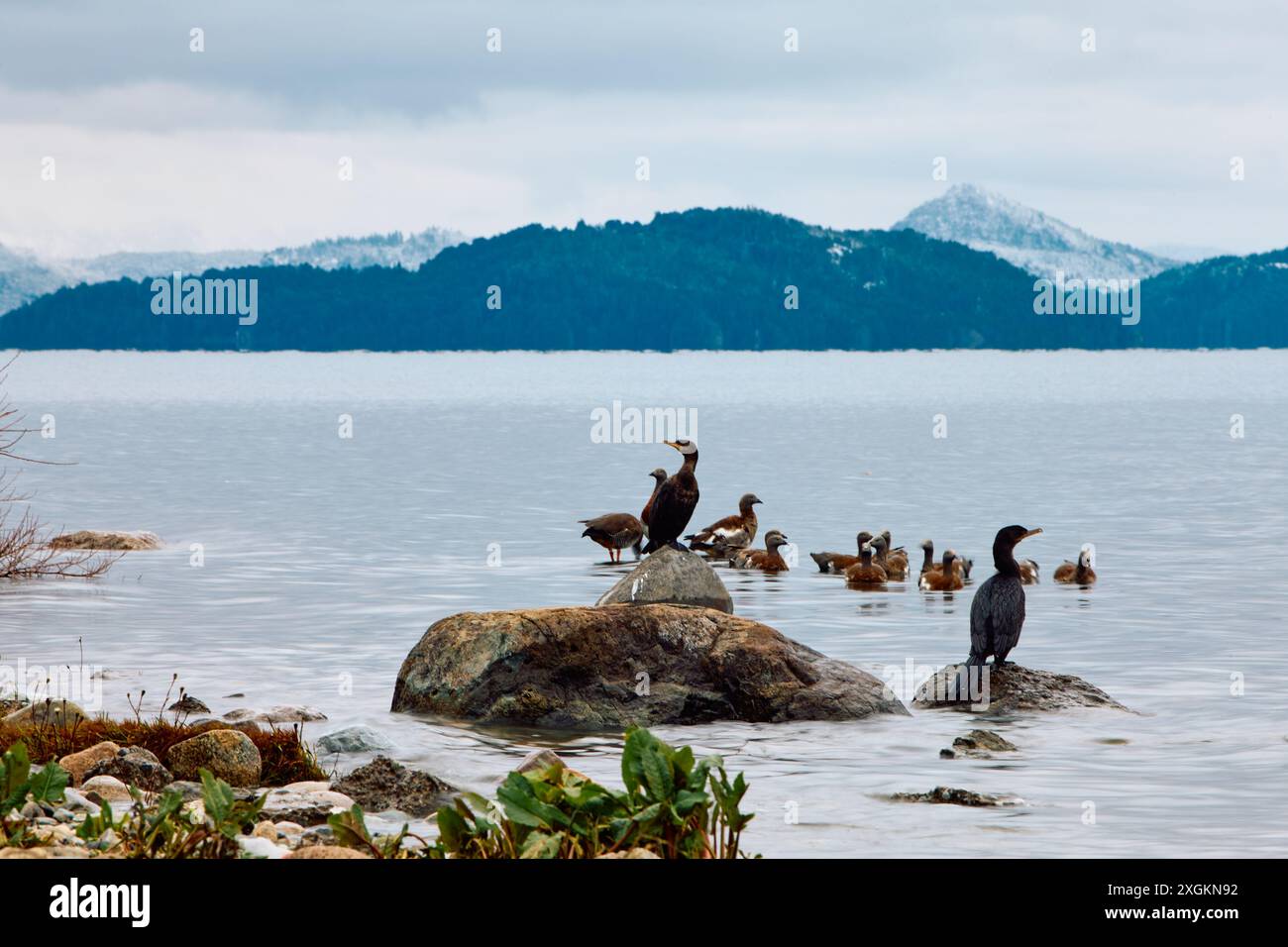 Vue panoramique sur une côte rocheuse avec des canards, des arbres et des buissons sur fond de montagnes lointaines sous un ciel bleu Banque D'Images