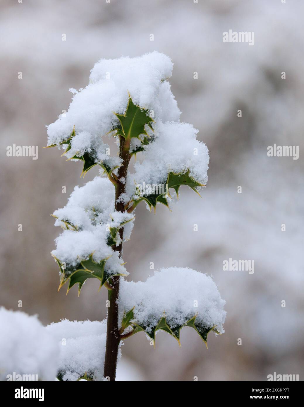 Branche de houx recouverte de neige Banque D'Images