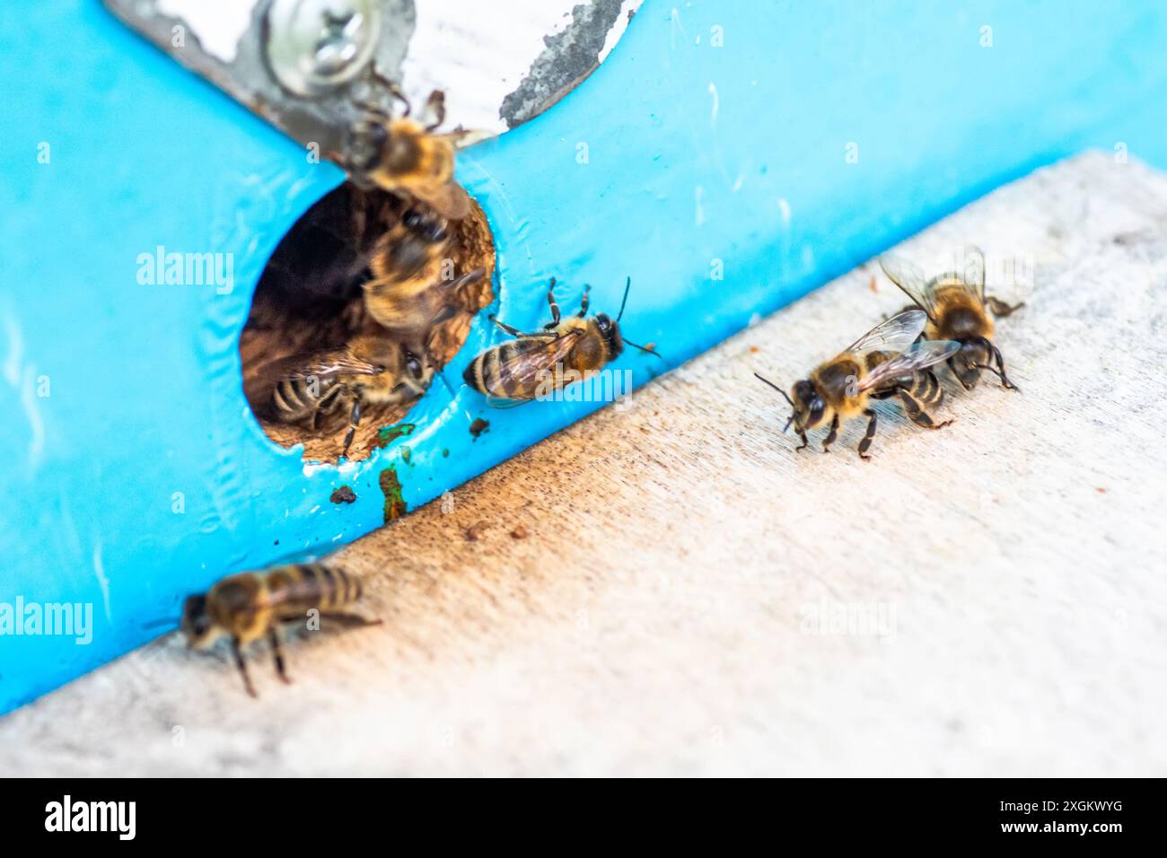 Abeilles à miel entrant dans l'entrée de ruche sur la structure en bois bleu Banque D'Images