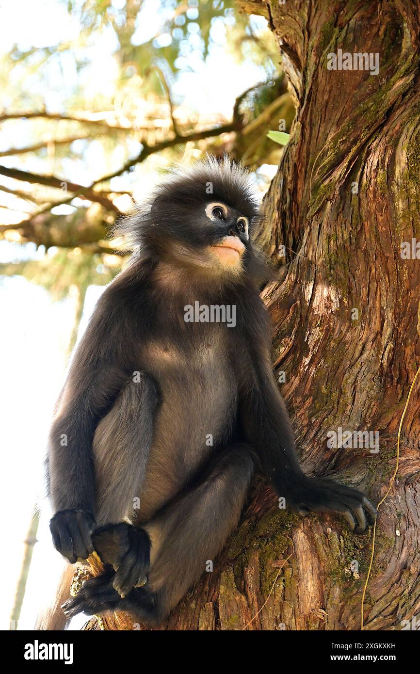 Le langur sombre est répertorié comme espèce menacée dans la liste rouge de l'Union internationale pour la conservation de la nature (UICN). Banque D'Images