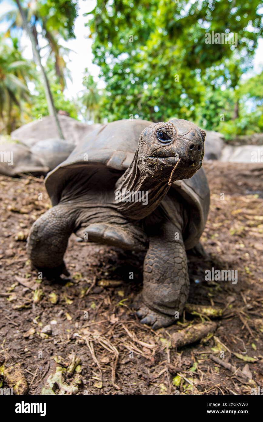 Tortue géante d'Aldabra Seychelles (Aldabrachelys gigantea), Union Estate Park, la Digue, République des Seychelles, Océan Indien. Banque D'Images