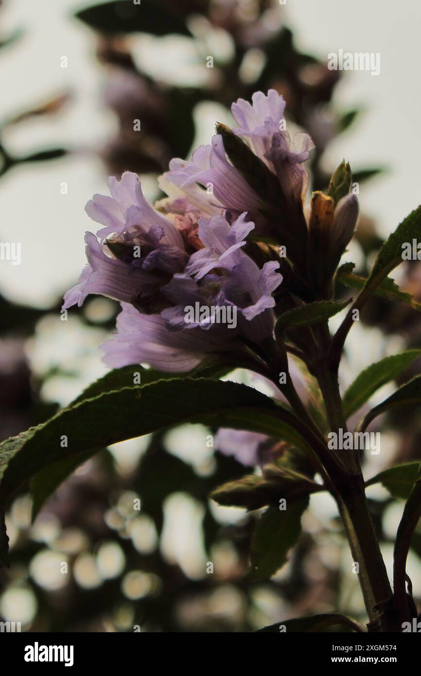 fleur de neelakurinji (strobilanthes kunthiana), neela kurinji fleurit une fois en 12 ans. trouvé dans la région des montagnes de nilgiri, palani et ghats occidentaux, inde Banque D'Images