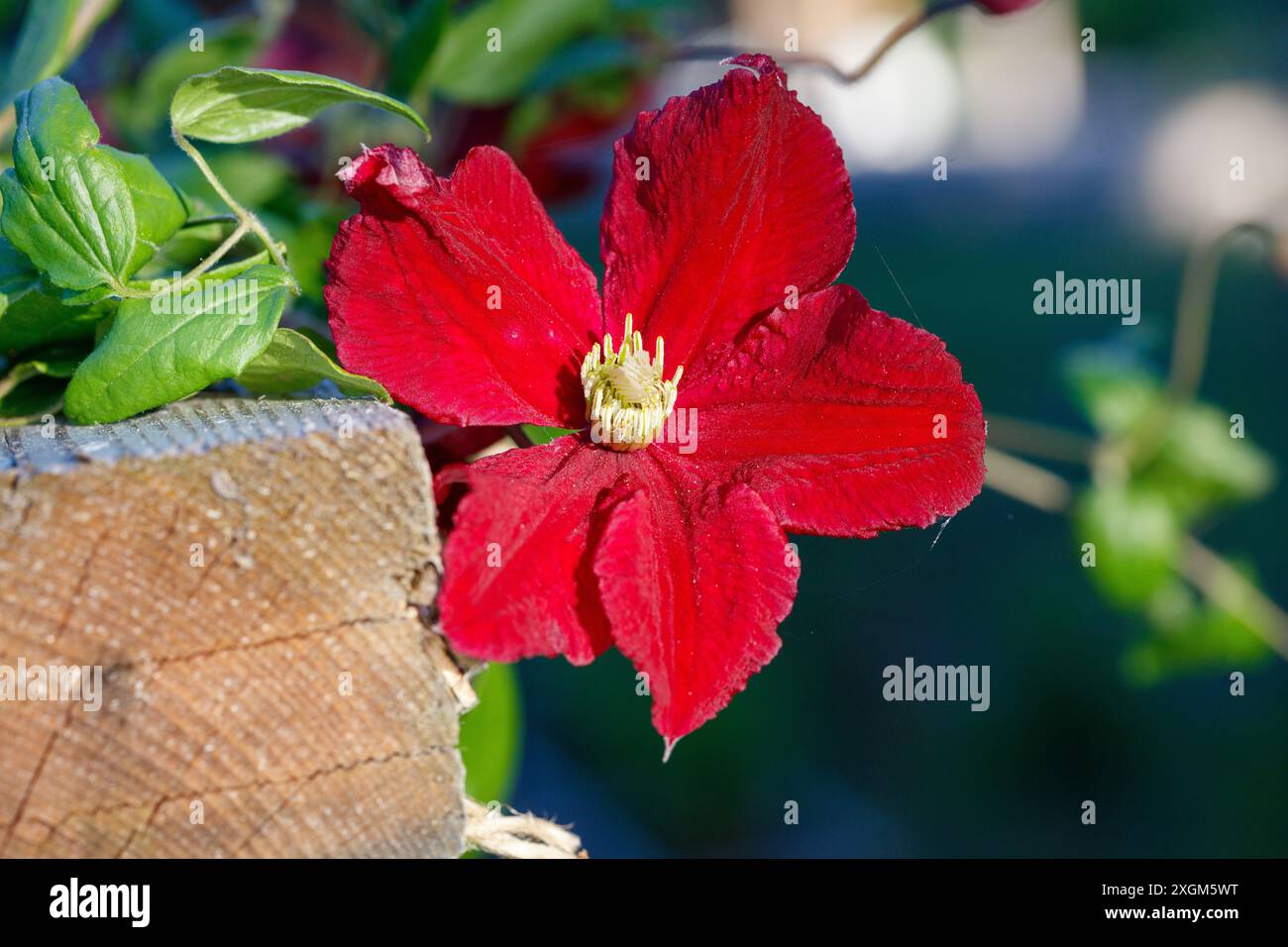 'Vitiwester, Burning Love' Clématis violet, Italiensk klematis (Clematis viticella) Banque D'Images