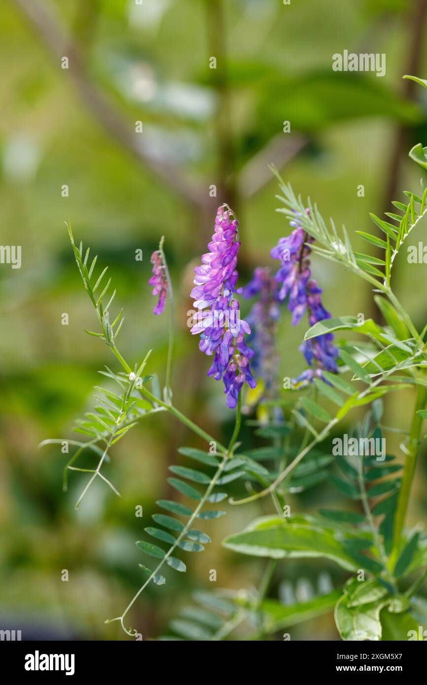 Vestes de vache, Kråkvicker (Vicia cracca) Banque D'Images