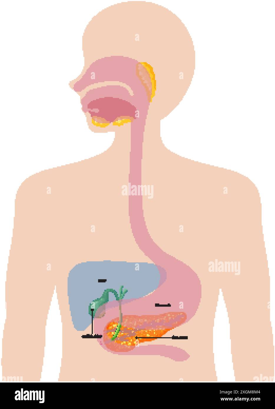 Illustration des organes du système digestif humain Illustration de Vecteur