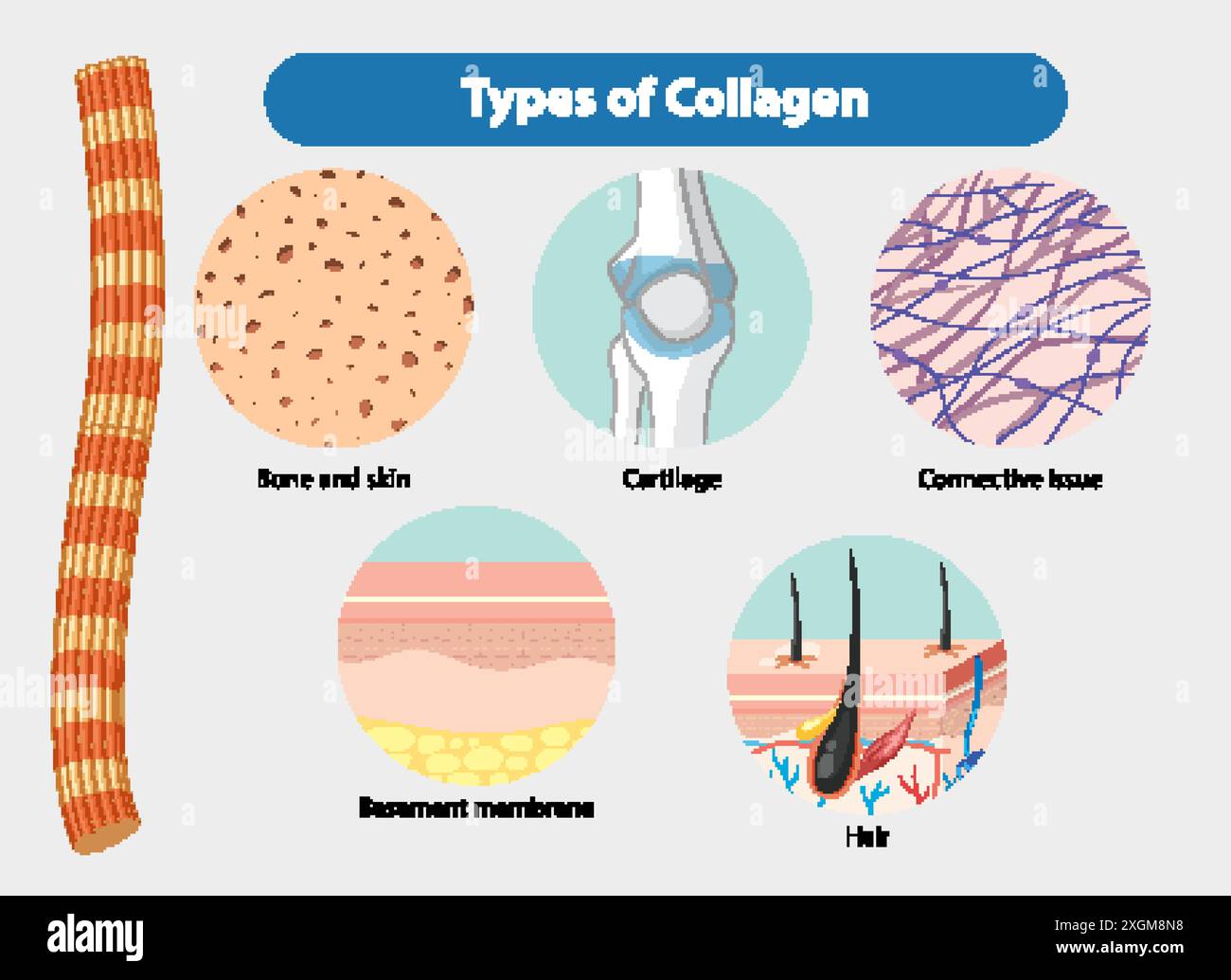 Illustration des types de collagène et de leurs emplacements Illustration de Vecteur