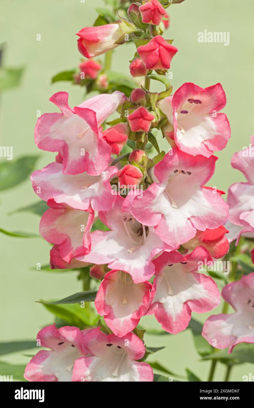 Penstemon 'Phoenix' Rose Banque D'Images