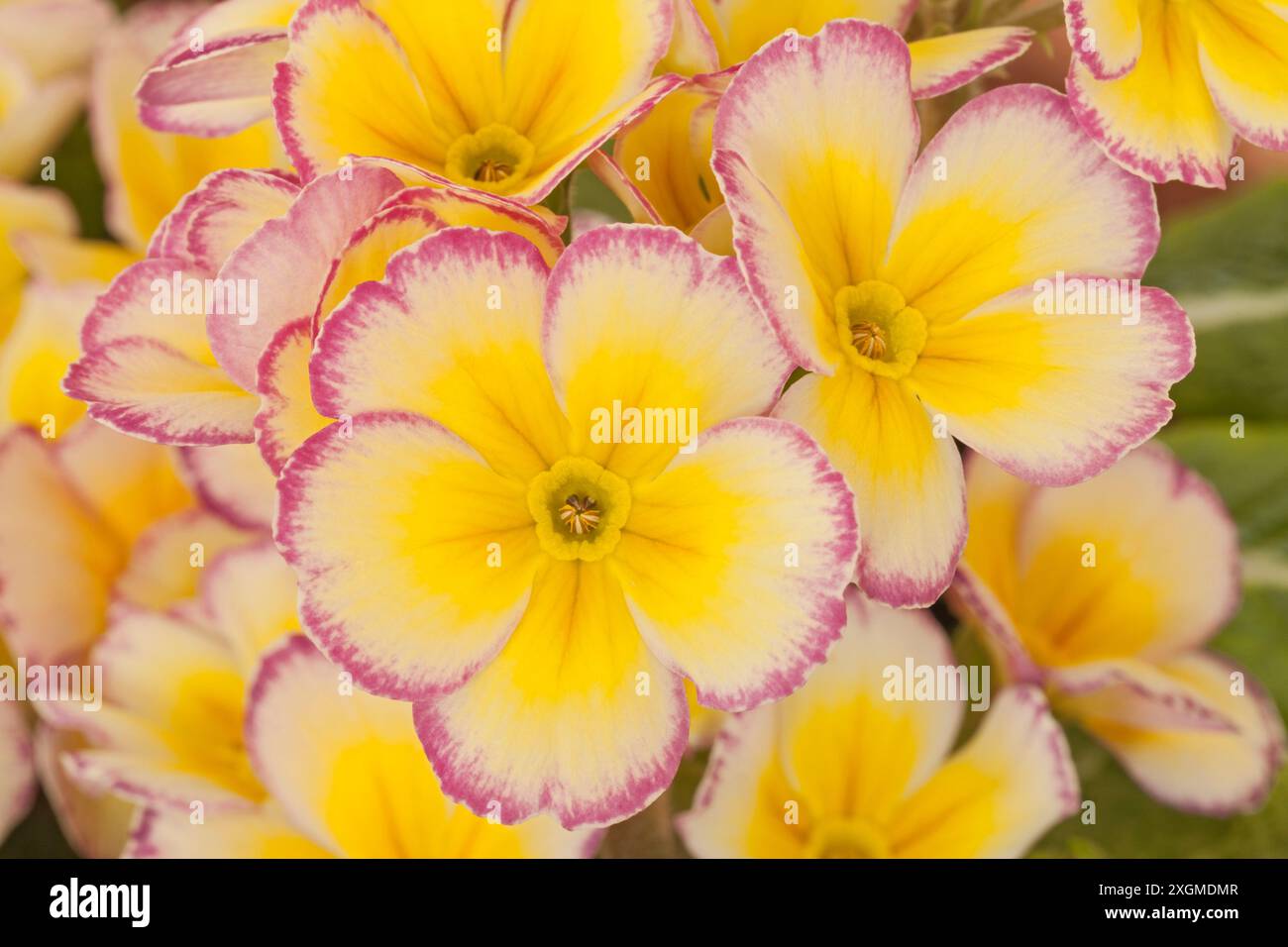 Primula Scentsation « Raspberry Ripple » Banque D'Images