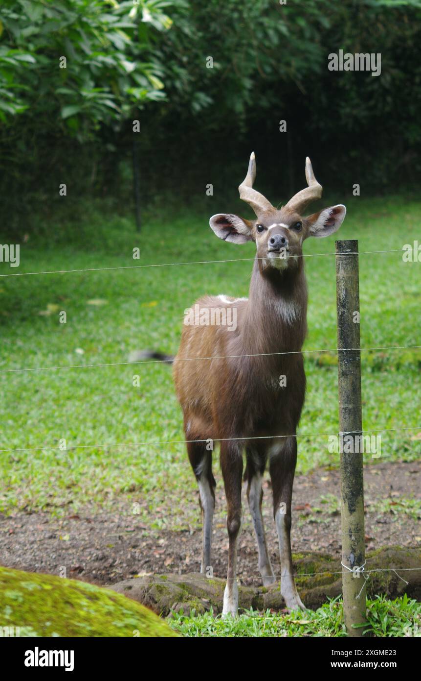Accueil Antelop pour une belle collation du visiteur au Taman Safari Zoo Indonésie Banque D'Images