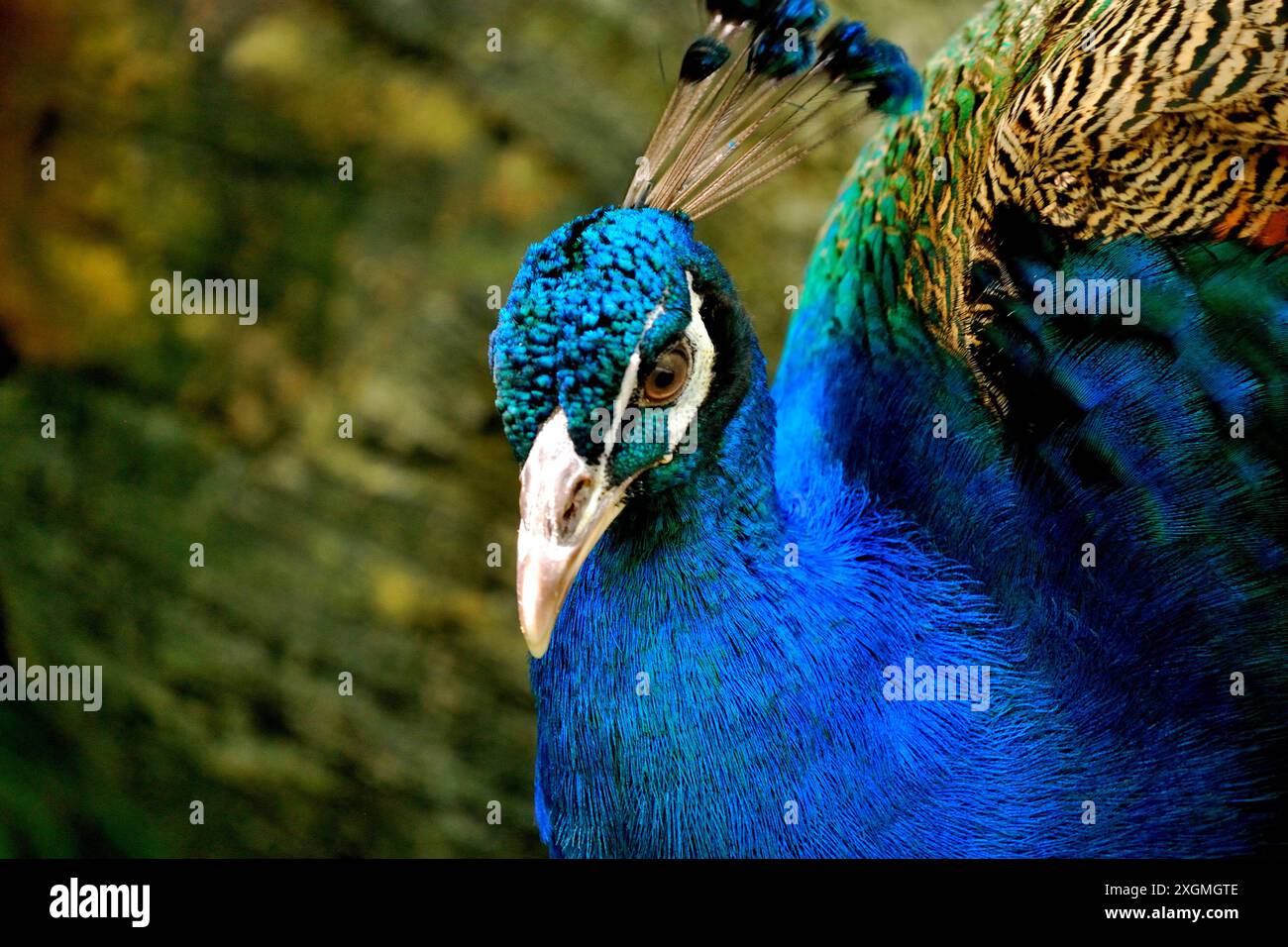 Oiseaux colorés dans le parc des oiseaux, Sunway Lagoon, un parc d'attractions situé à Sunway City, Subang Jaya, Selangor, Malaisie Banque D'Images